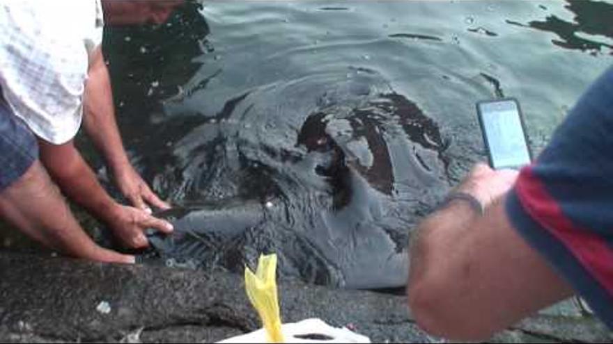 Un grupo de mantas se acerca al Puerto de Vueltas de Valle Gran Rey