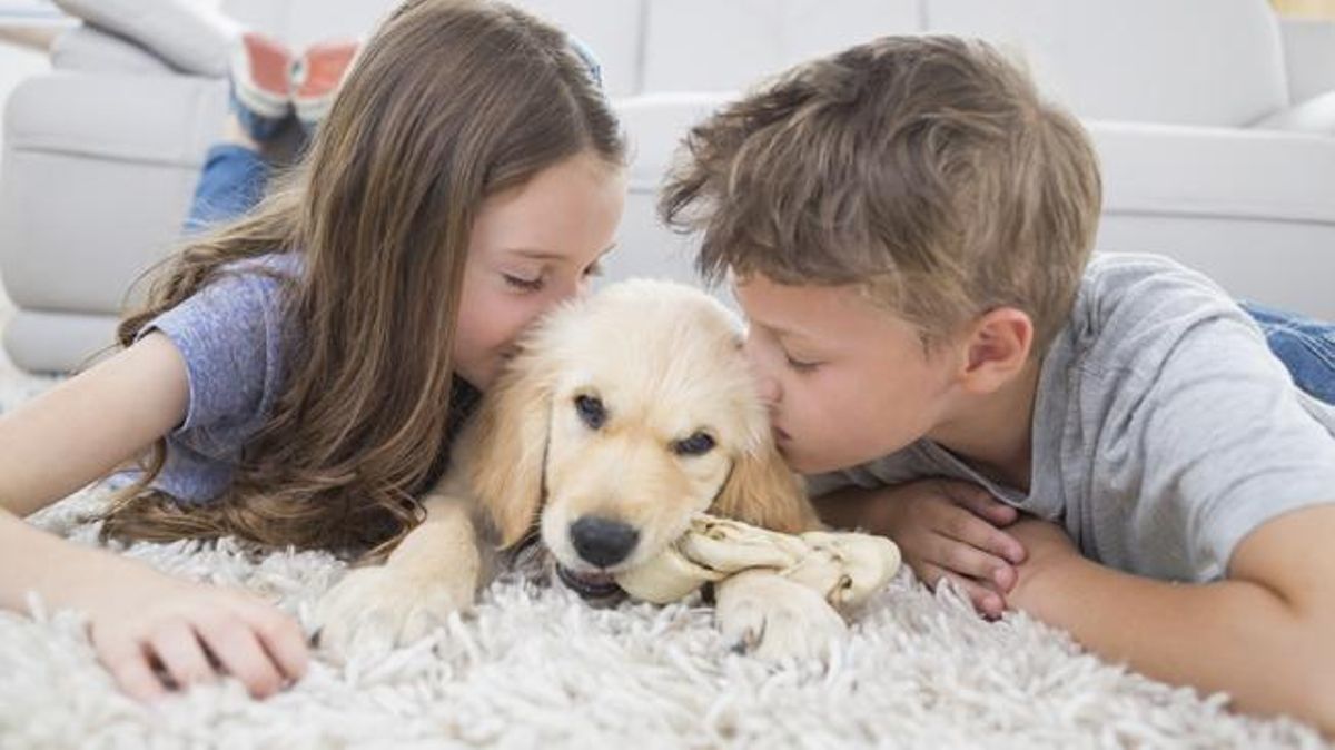 Las 10 rarezas de los perros que no conocías