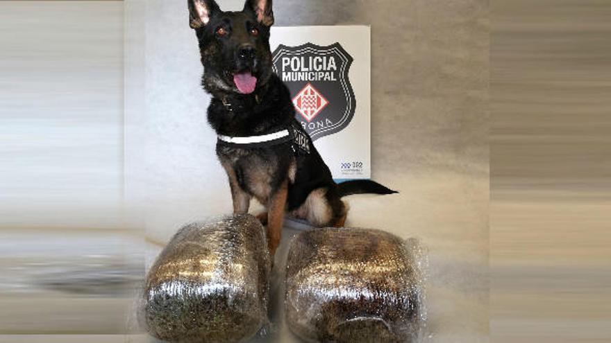 Lola, la gossa-policia que va detectar la droga