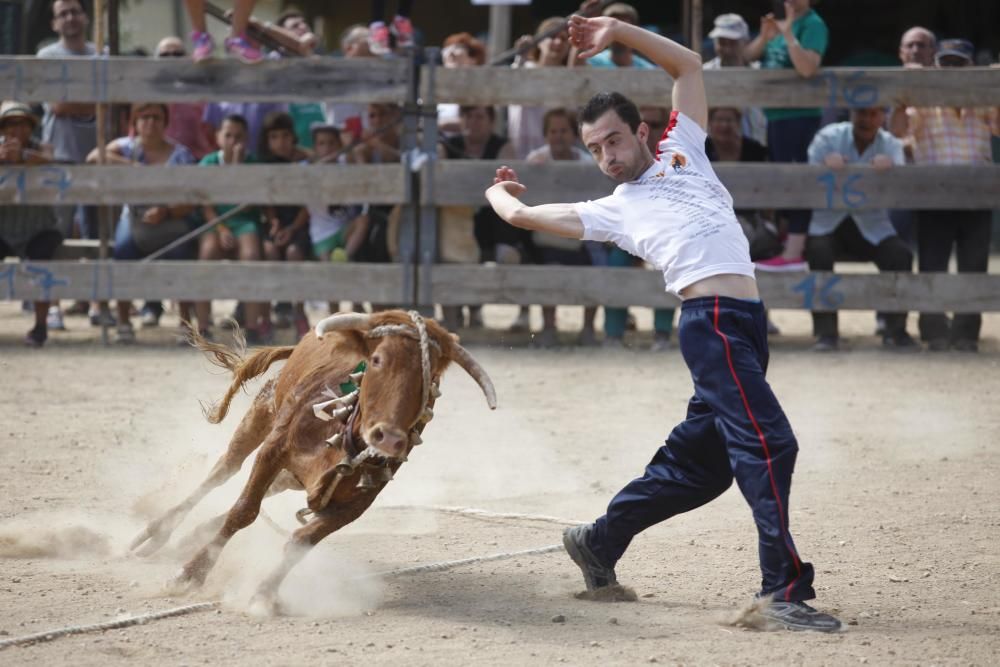 Vaquetes de Torroella de Montgrí