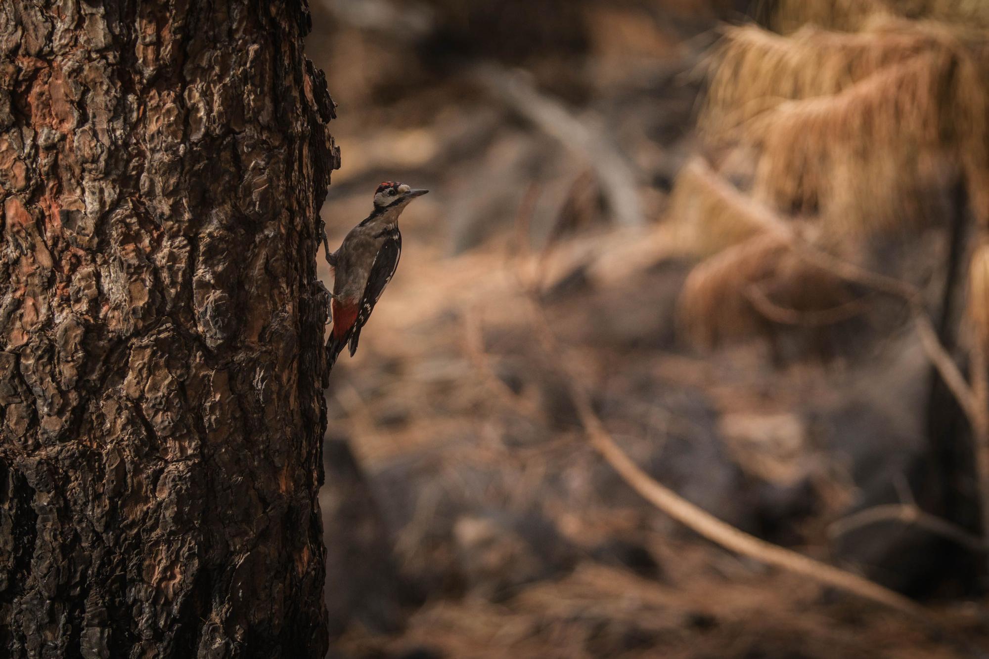 Visita de Núñez Feijóo al incendio de Tenerife