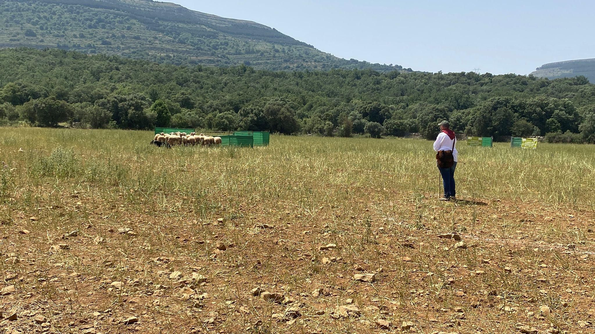 FOTOGALERÍA: Las imágenes del concurso de perros pastores de Ares del Maestrat
