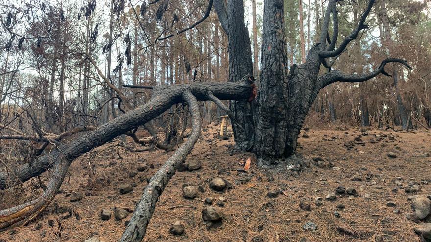 Adiós a uno de los pinos más queridos de Tenerife