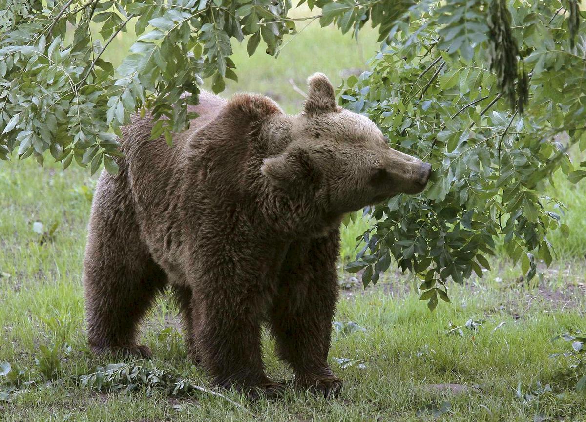 Un oso pardo en la Cordillera Cantábrica.