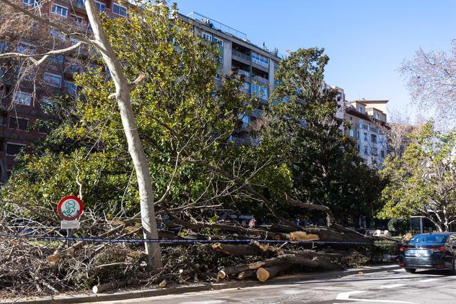 En imágenes I Árboles caídos en Zaragoza y parques cerrados por el viento