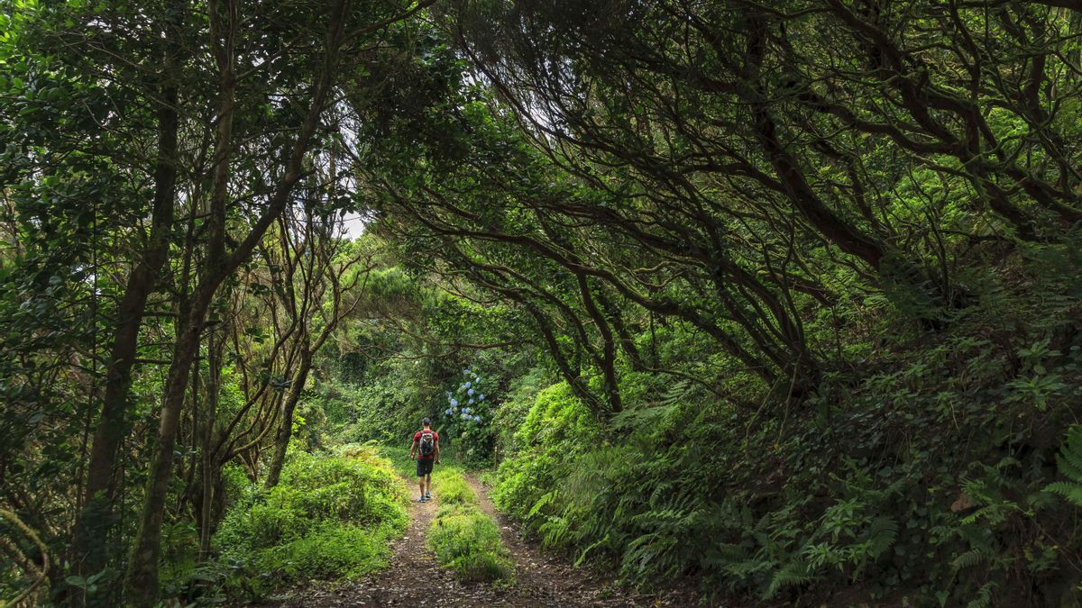 Descubre el Corazón de Tenerife