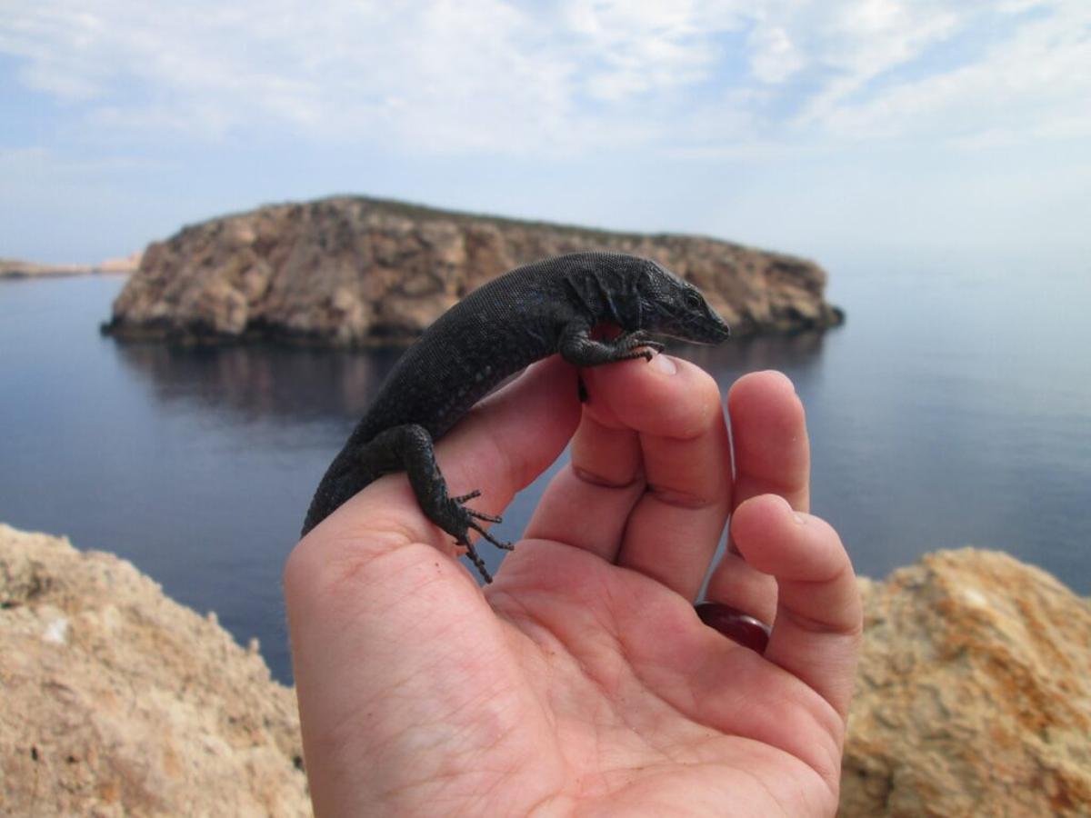 La lagartija de Ibiza, especie única en el mundo, amenazada por culebras invasoras