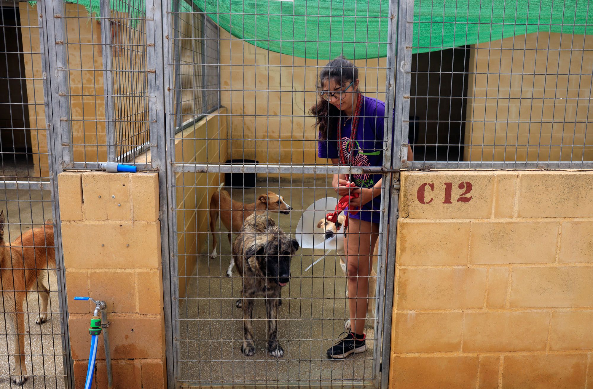 Estado de la Protectora de Animales de Málaga en julio de 2022