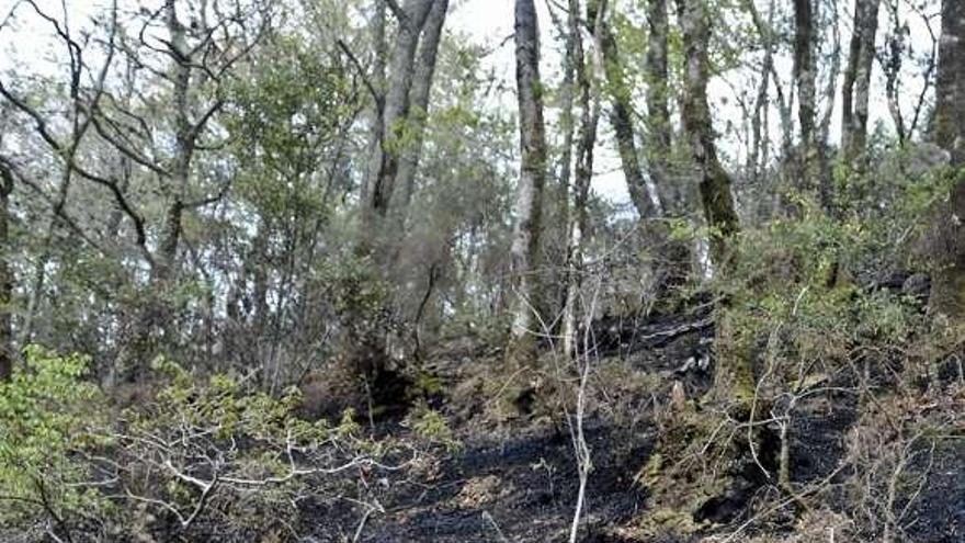 Un hombre camina por una zona quemada de las Fragas. / fran martínez