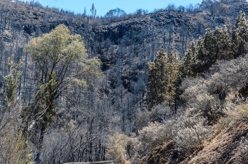 Consecuencias del incendio: De Valleseco a Artenar