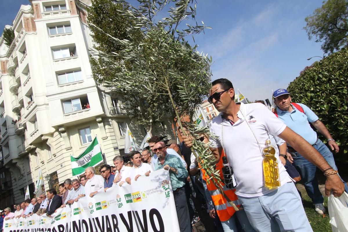 Córdoba se suma a la gran manifestación del olivar en Madrid