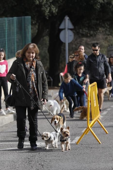 Desfilada de la Festa de Sant Antoni Abad al barri de Palau-sacosta i benedicció dels animals