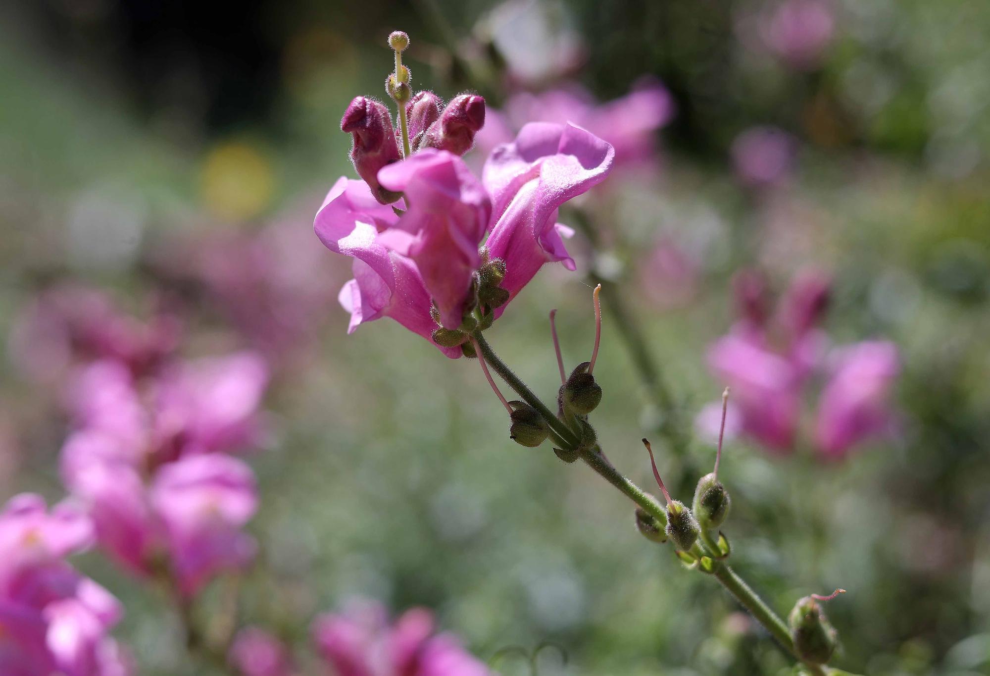 Las flores del Jardín Botánico en primavera