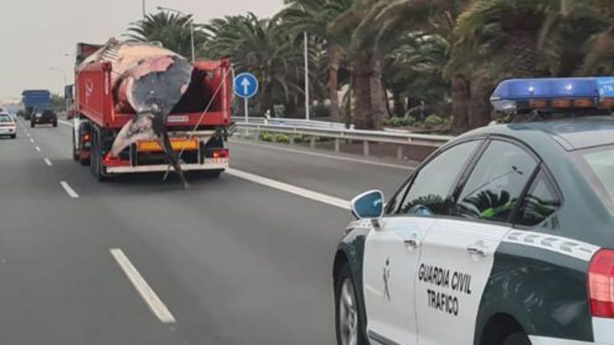 Una patrulla de la Guardia Civil, durante la custodia del cadáver del cetáceo desde el Puerto hasta Juan Grande.