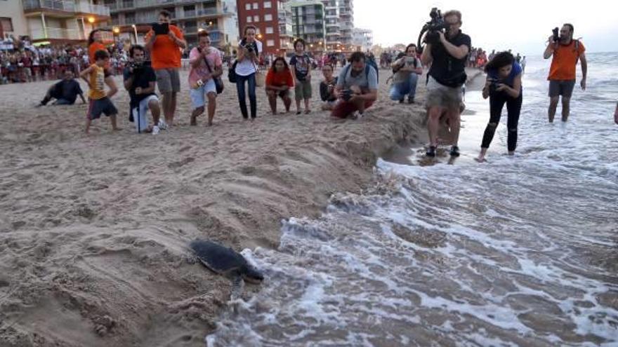 La tortuga que el jueves por la tarde apareció en la playa del Pouet de Sueca.