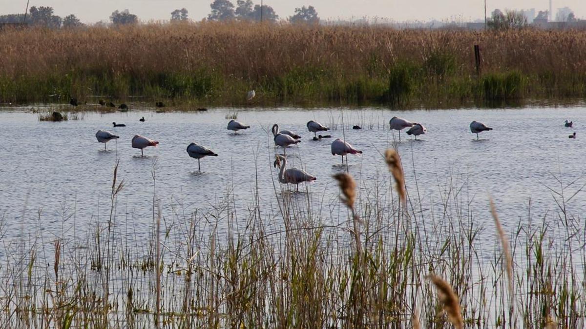 Flamencos en la Marjal d'Almenara.