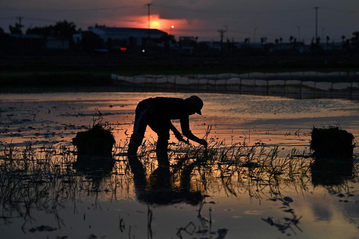 Plantar arroz de noche en Vietnam