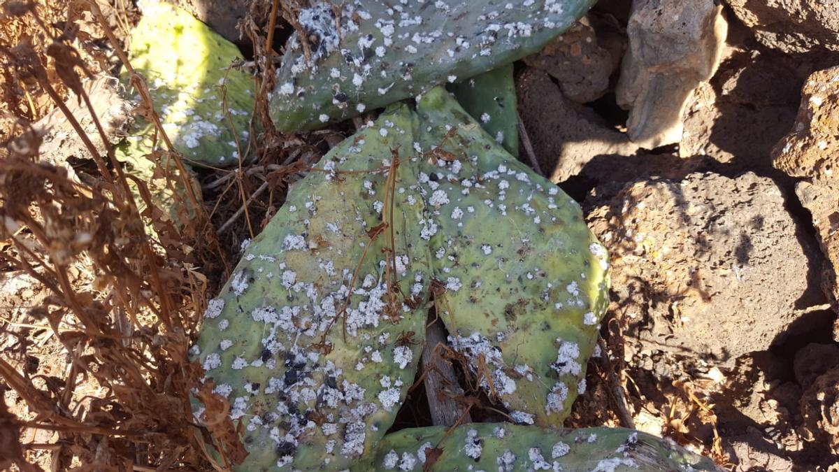 Plaga cochinilla mejicana en tuneras de Guatiza.