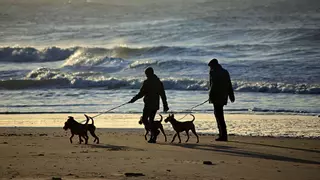 Guía para viajar con tus mascotas y no perder el avión