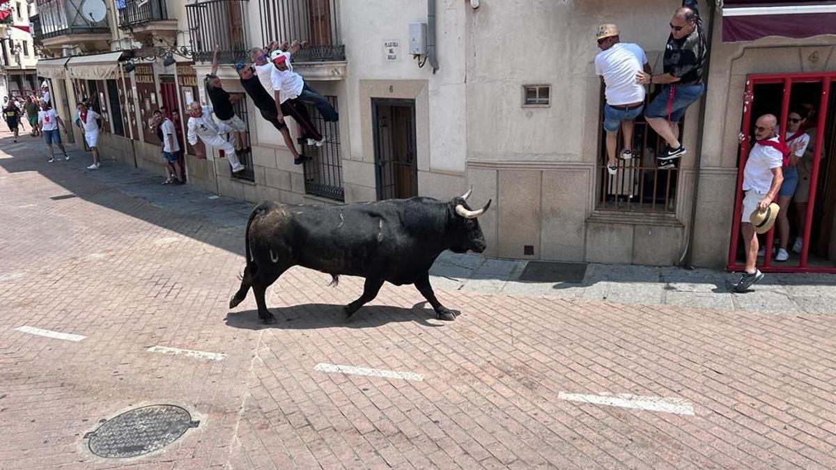 Toro de la Peña La Geta, durante el encierro desde los corrales hasta la plaza, ayer por la mañana.