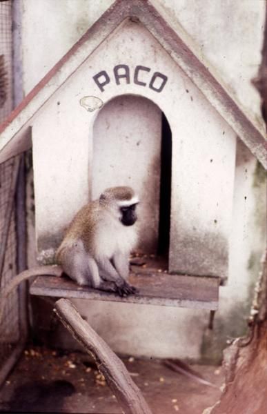 El mono Paco en su jaula de Redondela.