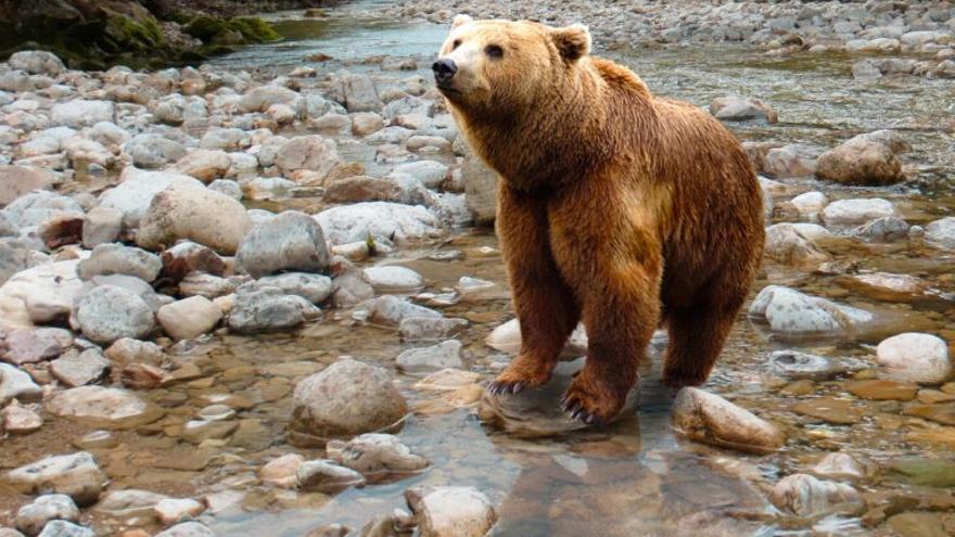 Excursiones en zonas de osos: ¿Qué hacer si nos encontramos con uno?