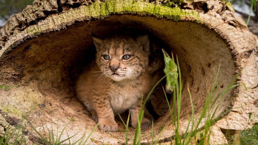 El Seprona rescata a cuatro cachorros de lince ibérico tras ser atropellada su madre en Montoro