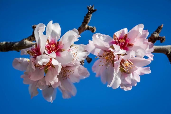 Mandelblüte auf Mallorca