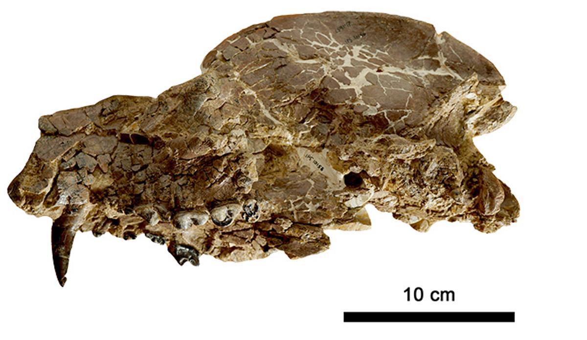 Exemplar tipus de Paludocyon moyasolai sp. nov. recuperat al jaciment dels Casots (Subirats).(extret de Morales, J. et al., 2026) .]