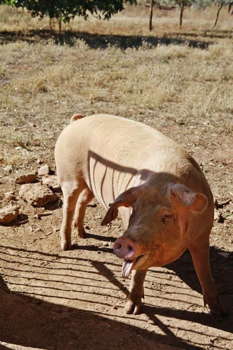 Auf Can Frau in Son Espanyol lässt Xisco Menguiano die Jungschweine unter Bäumen weiden und füttert gesunde Kost.