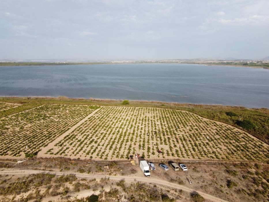 Comienza la vendimia más temprana de la península el parque natural de la laguna de La Mata. Sopla Levante elabora vinos de calidad del viñedo singular matero, sobre dunas fósiles, entre la laguna y e