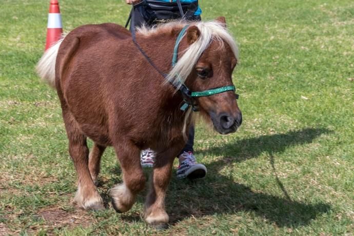 II Feria de Mascotas en Maspalomas