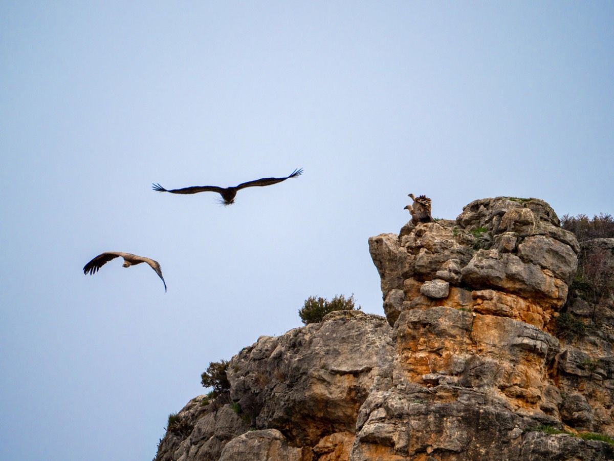 Buitres sobrevolando el cielo de Maderuelo
