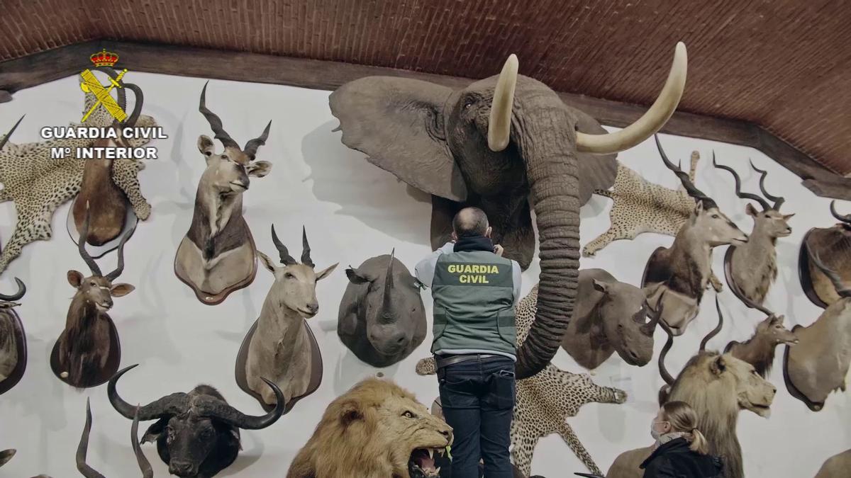 FOTOS | Las imágenes de la colección de animales disecados hallada en Bétera, la más grande de España