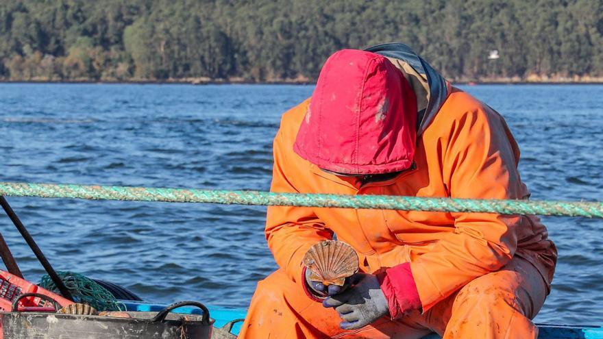 Un marinero en una campaña anteior de vieira de la ría de Arousa. | Iñaki Abella |