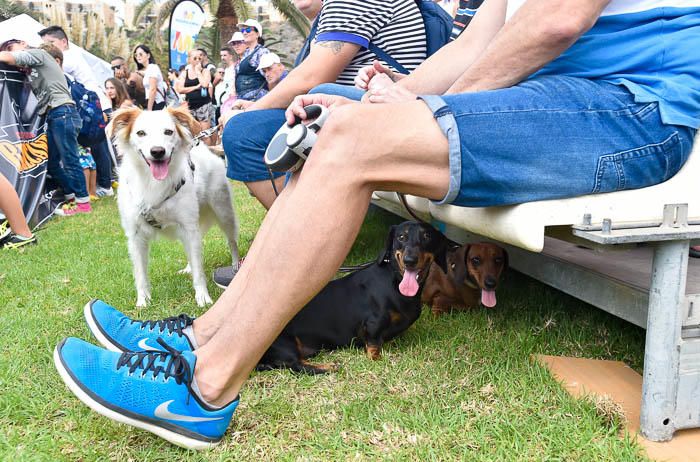 II Feria de mascotas, en Maspalomas