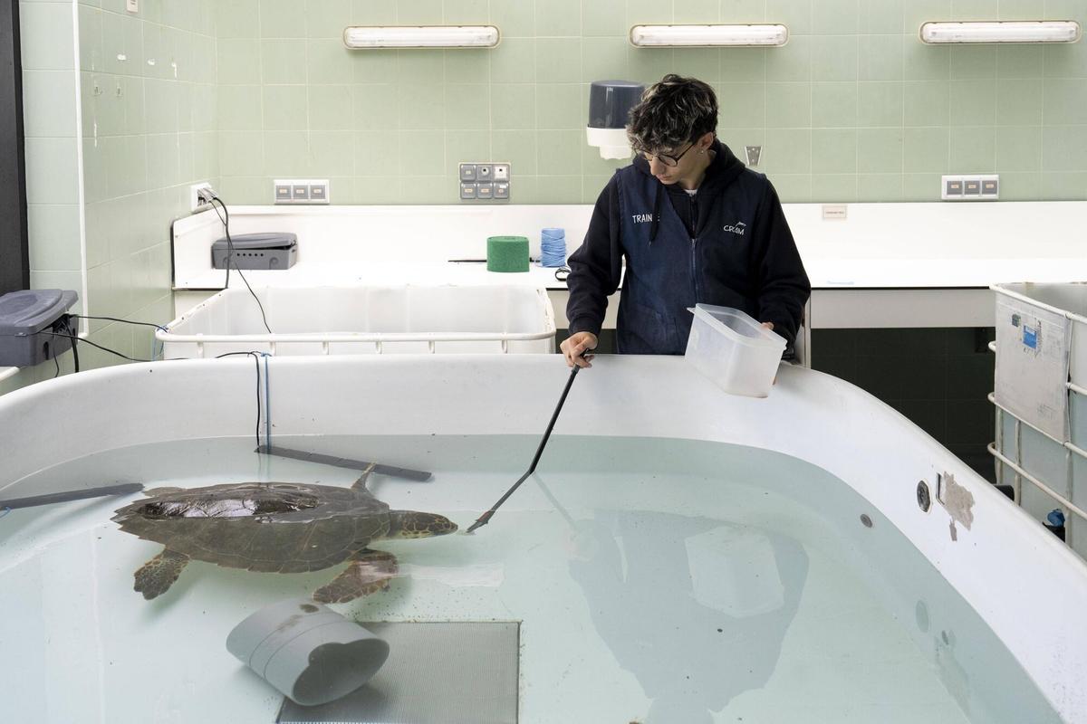 En estos momentos en las instalaciones del CRAM hay 16 tortugas ingresadas, todas ellas por captura accidental o colisión con barcos
