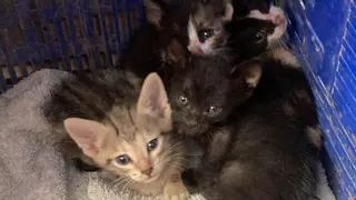 La asociación felina de Carcaixent lanza un SOS ante el abandono de cerca de un centenar de gatos