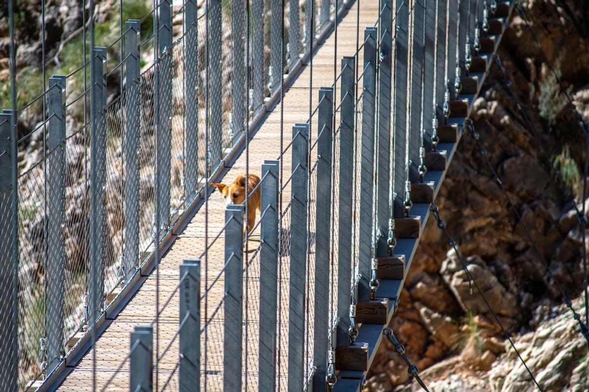 Un perrete cruzando el vertiginoso puente colgante de El Saltillo