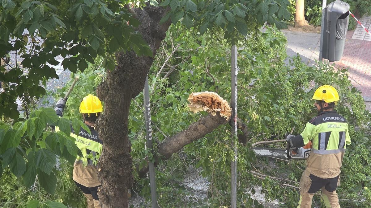 Bomberos trabajan para retirar el árbol caído en Menéndez Pelayo.