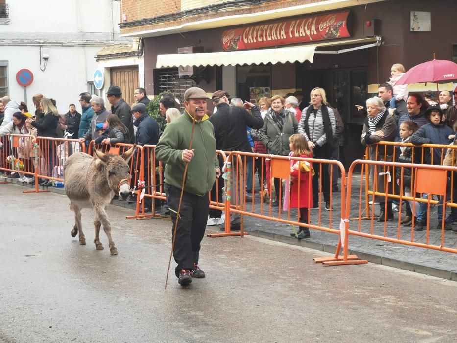 Bendición de animales en Xirivella.