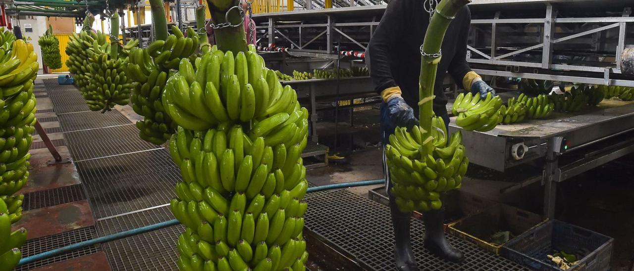 Un trabajador, ayer, en la planta empaquetadora de Bañaderos, en Arucas. |