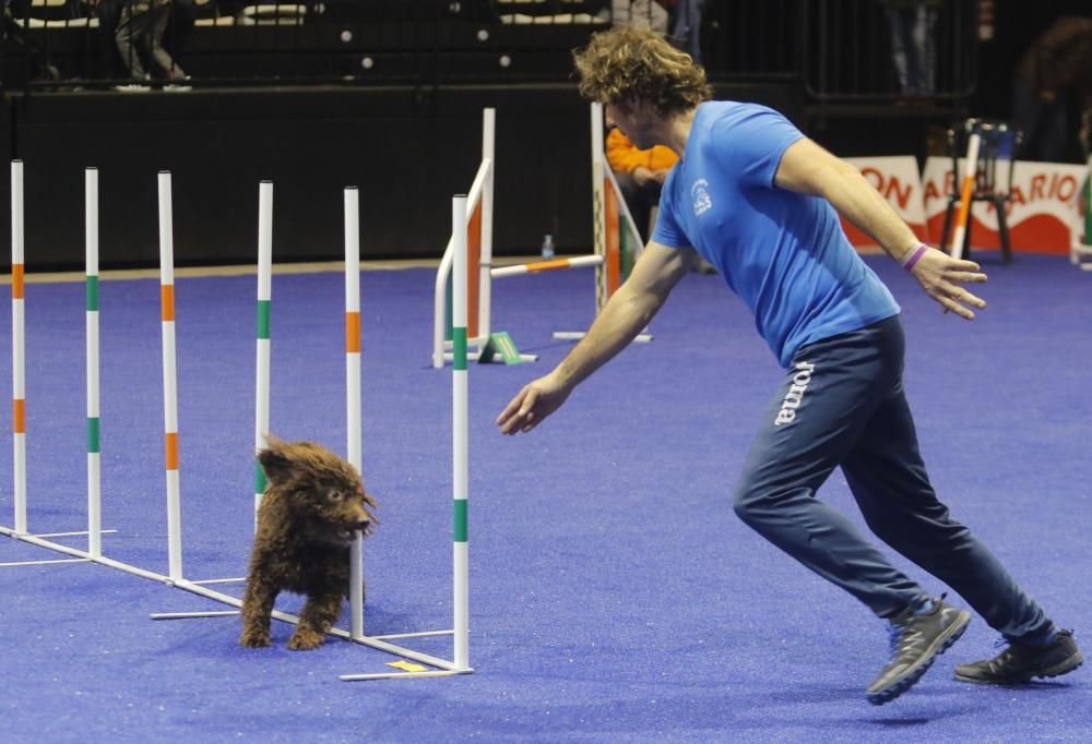 La exposición canina vuelve a contagiar la fiebre perruna en Vigo