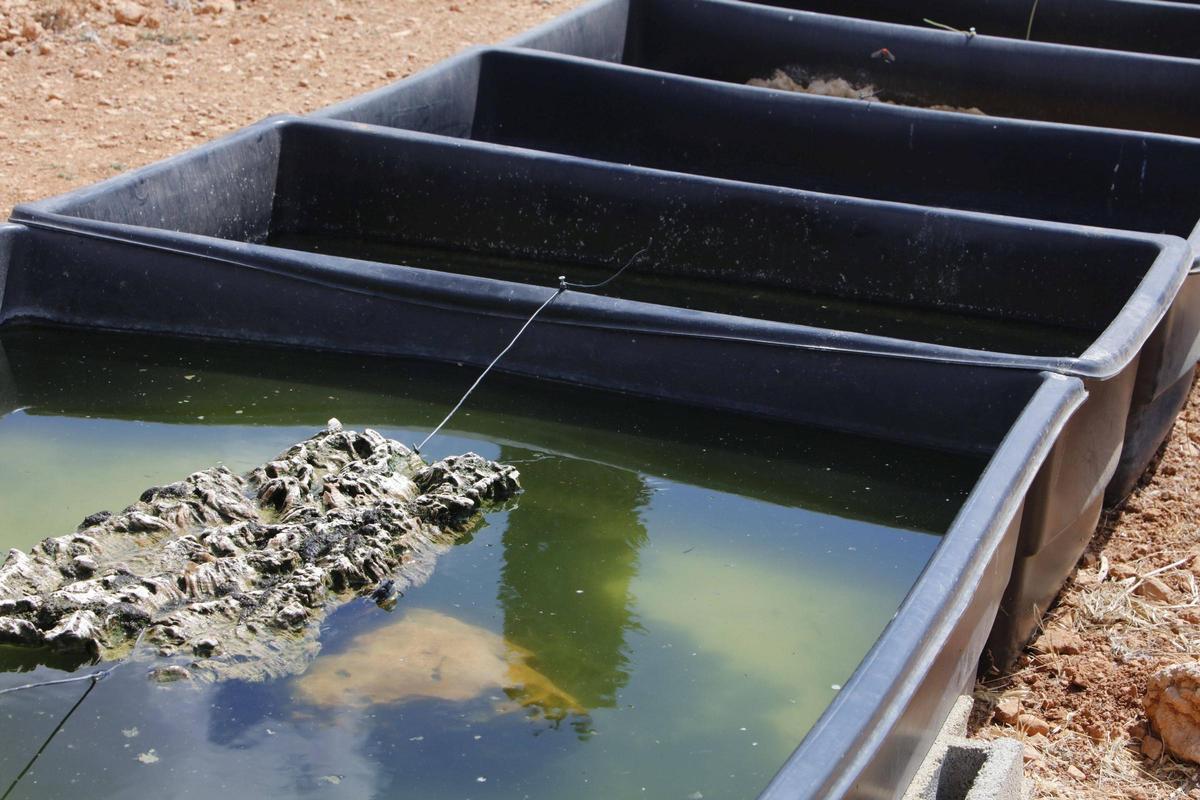 Cubetas con agua donde había tortugas en la finca de Llucmajor.
