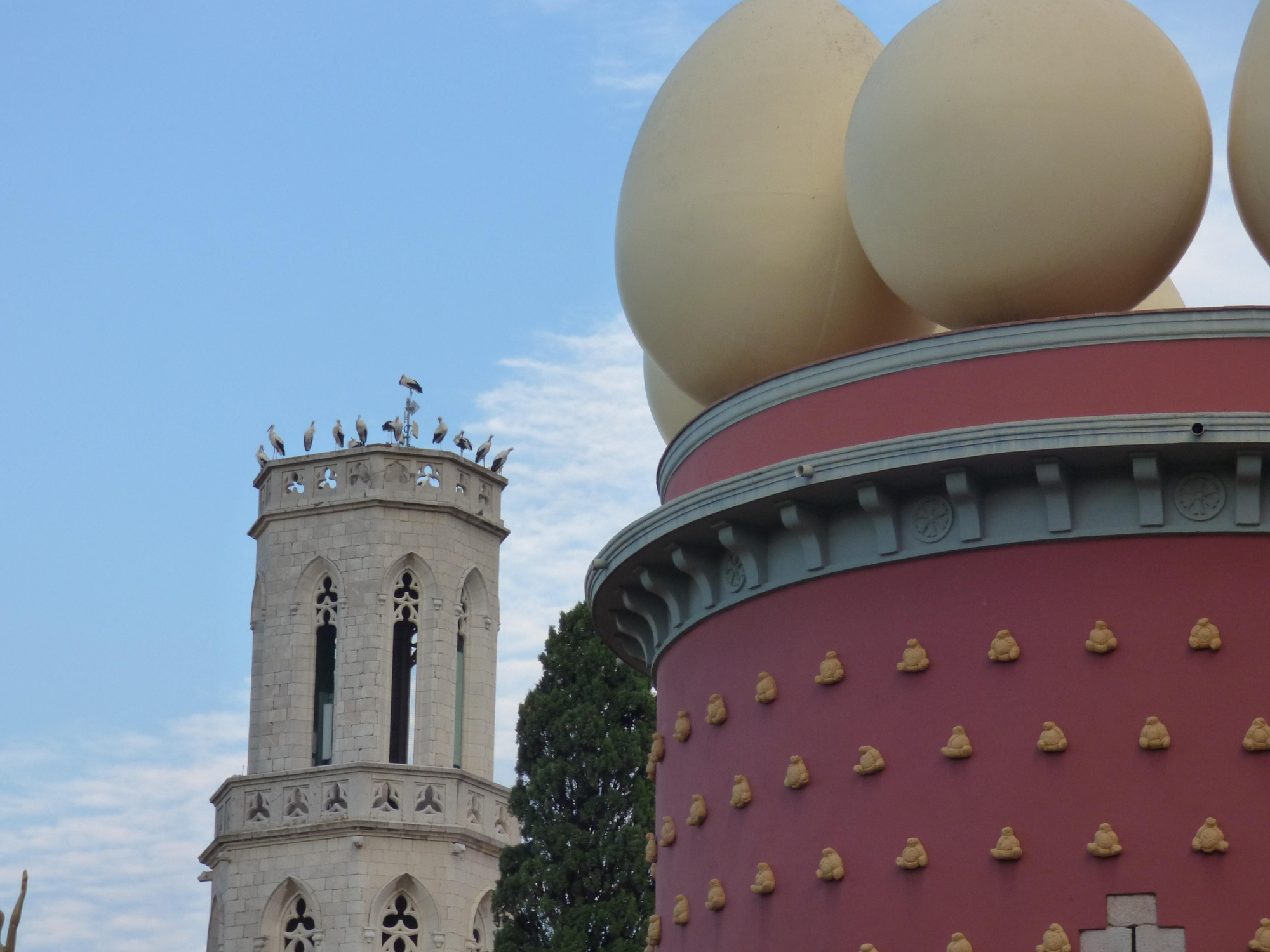 Un estol de cigonyes fa parada a Figueres