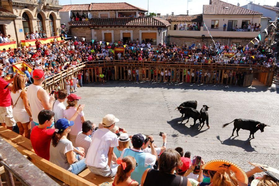 Fiestas en Zamora: Último encierro en Fermoselle