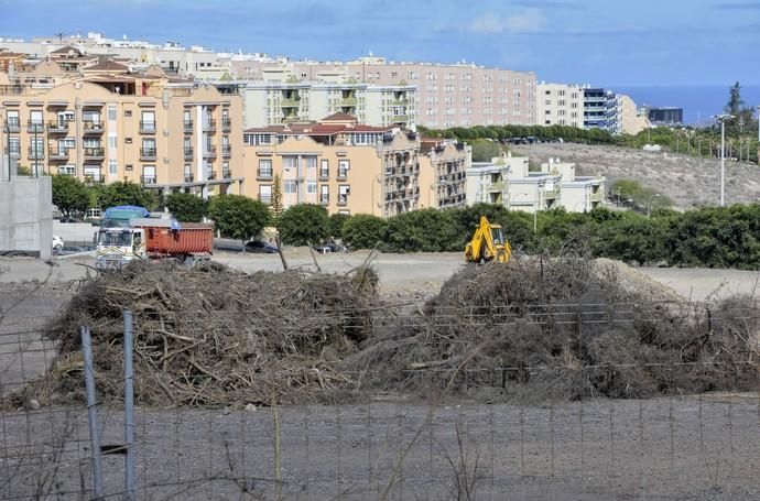 30/11/2017 LAS PALMAS DE GRN CANARIA. Tala de tarahales en zona de Lomo Plana y Los Tarahales. FOTO: J. PÉREZ CURBELO