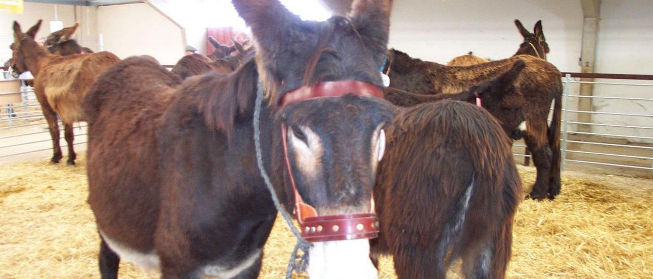 Burros en una feria ganadera. | Ch. S.