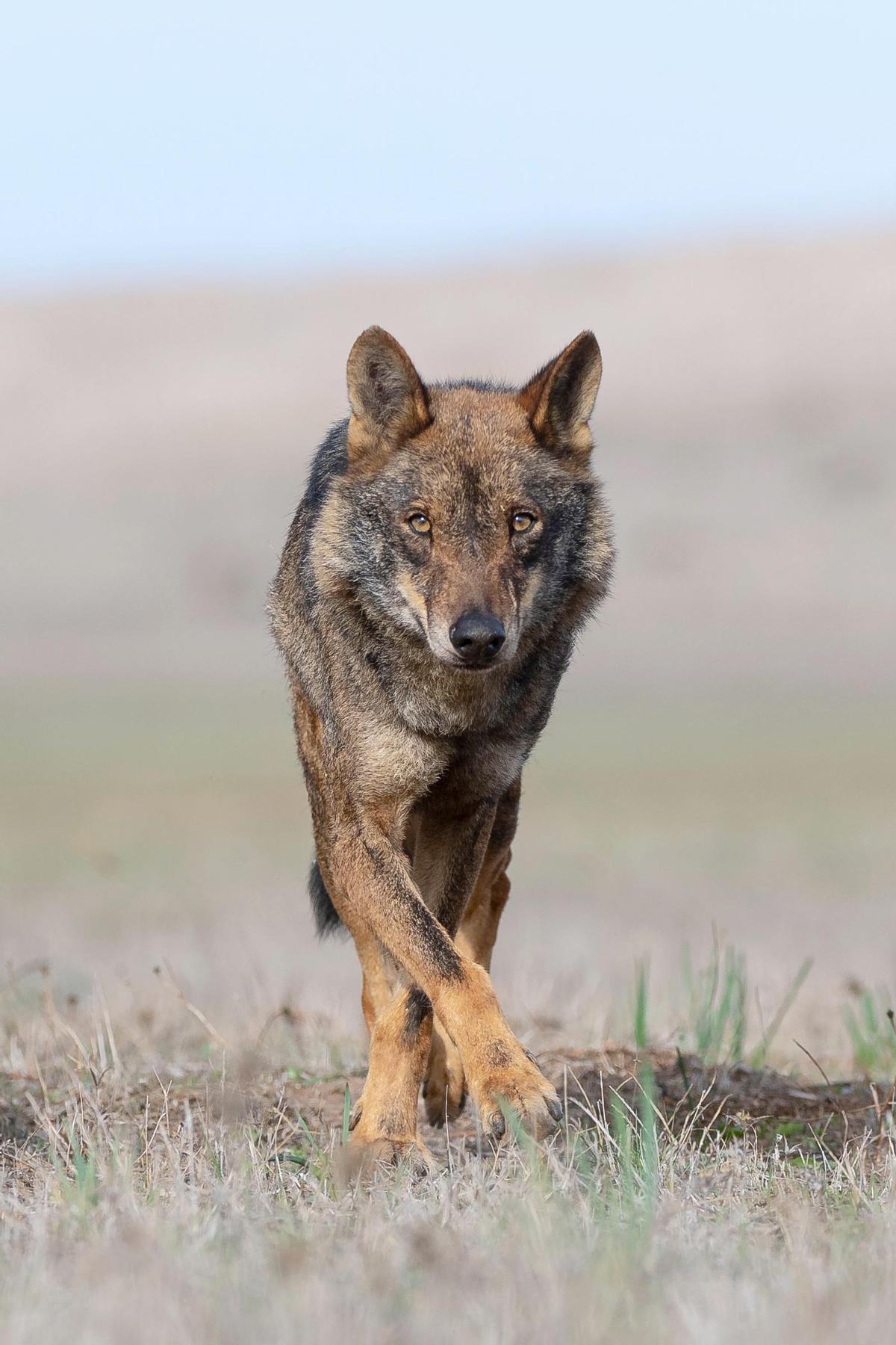 El lobo llevaba treinta años de recuperación