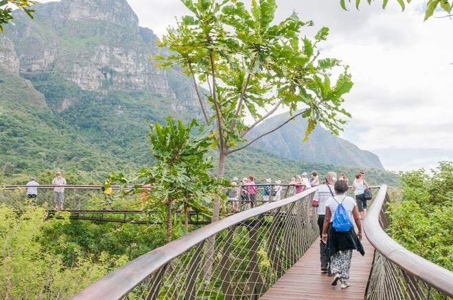 Kirstenbosch Centenary Tree Canopy Walkway